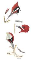 Image of: Picidae (woodpeckers)