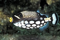 Balistoides conspicillum - Bigspotted Triggerfish