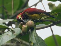 Crimson-mantled Woodpecker (Piculus rivolii) photo