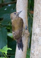 Smoky-brown Woodpecker - Veniliornis fumigatus