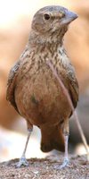 Rufous-tailed Lark - Ammomanes phoenicurus