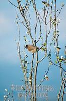 Pycnonotus xanthopygos , Israel Yellow vented Bulbul AKA White Spectacled Bulbul , This bird is ...