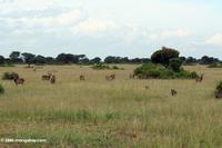 Waterbuck and warthogs on the Ugandan savanna