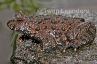 : Bombina orientalis; Oriental Fire-bellied Toad