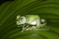 : Centrolene ilex (centrolenella); Ghost Glass Frog