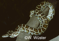: Python molurus bivittatus; Burmese Python