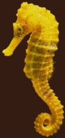Slender Seahorse (Hippocampus reidi)