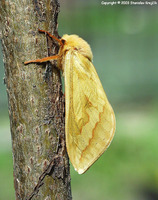 Hepialus humuli - Ghost Moth