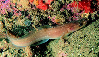 Gaidropsarus mediterraneus, Shore rockling: fisheries