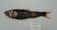 Neoscopelus macrolepidotus, Large-scaled lantern fish: