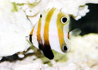 Coradion melanopus, Twospot coralfish: aquarium