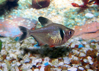 Hyphessobrycon megalopterus, Black phantom tetra: aquarium