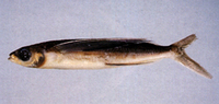 Cheilopogon arcticeps, White-finned flyingfish: