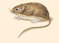 Image of: Chaetodipus hispidus (hispid pocket mouse)