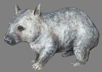 Image of: Lasiorhinus krefftii (northern hairy-nosed wombat)
