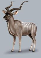 Image of: Tragelaphus strepsiceros (greater kudu)