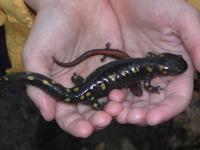 Image of: Ambystoma maculatum (spotted salamander), Plethodon cinereus (eastern red-backed salam...