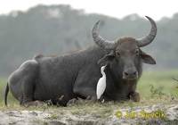 Bubalus bubalis arnee - Asian Water Buffalo