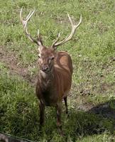 Cervus elaphus - Red Deer