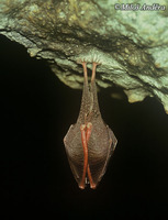 Rhinolophus hipposideros - Lesser Horseshoe Bat