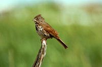 Image of: Passerella iliaca (fox sparrow)