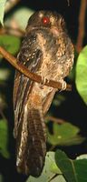Moluccan Owlet-nightjar - Aegotheles crinifrons