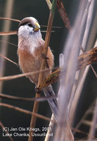 Reed Parrotbill - Paradoxornis heudei