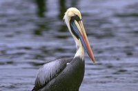 Peruvian Pelican - Pelecanus thagus