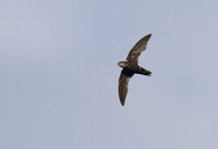 Pale-rumped Swift (Chaetura egregia) photo