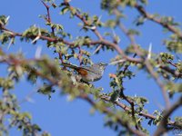 Rufous-vented Warbler - Parisoma subcaeruleum