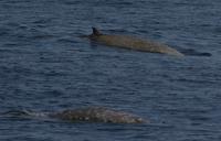 ...Two adult male Cuvier's beaked whales. The whale in the foreground is logging at the surface (c)