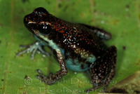 : Ameerega parvula; Ruby Poison Dart Frog