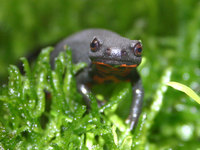 : Cynops orientalis; Chinese Fire Belly Newt