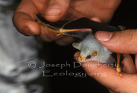 : Ectophylla alba; Honduran Fruit Bat