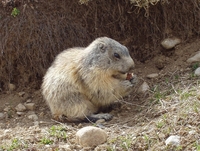 : Marmota marmota; Marmotte (in French Language)