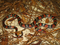: Cemophora coccinea; Scarlet Snake