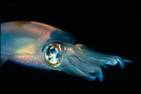 : Sepioteuthis lessoniana; Bigfin Reef Squid