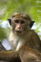 Macaca sinica   Toque Macaque photo