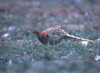 Copper Pheasants have been seen during FONT tours in Honshu & Kyushu