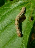 Erannis defoliaria - Mottled Umber