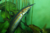 Mastacembelus erythrotaenia, Fire eel: aquarium