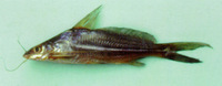 Mystus albolineatus, : fisheries