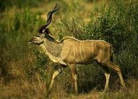 Image of: Tragelaphus strepsiceros (greater kudu)