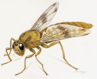 Image of: Gasterophilus intestinalis (horse bot fly)