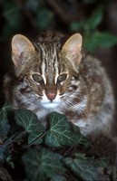 Prionailurus bengalensis euptilurus - Amur Leopard Cat