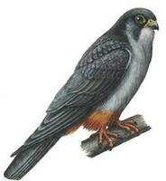 Image of: Falco amurensis (Amur falcon)