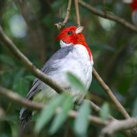 Image of: Paroaria coronata (red-crested cardinal)