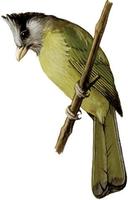 Image of: Spizixos canifrons (crested finchbill)
