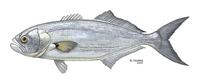 Image of: Pomatomus saltatrix (bluefish)