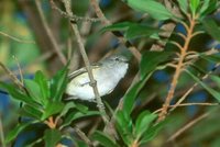 Gray-capped Tyrannulet - Phyllomyias griseocapilla